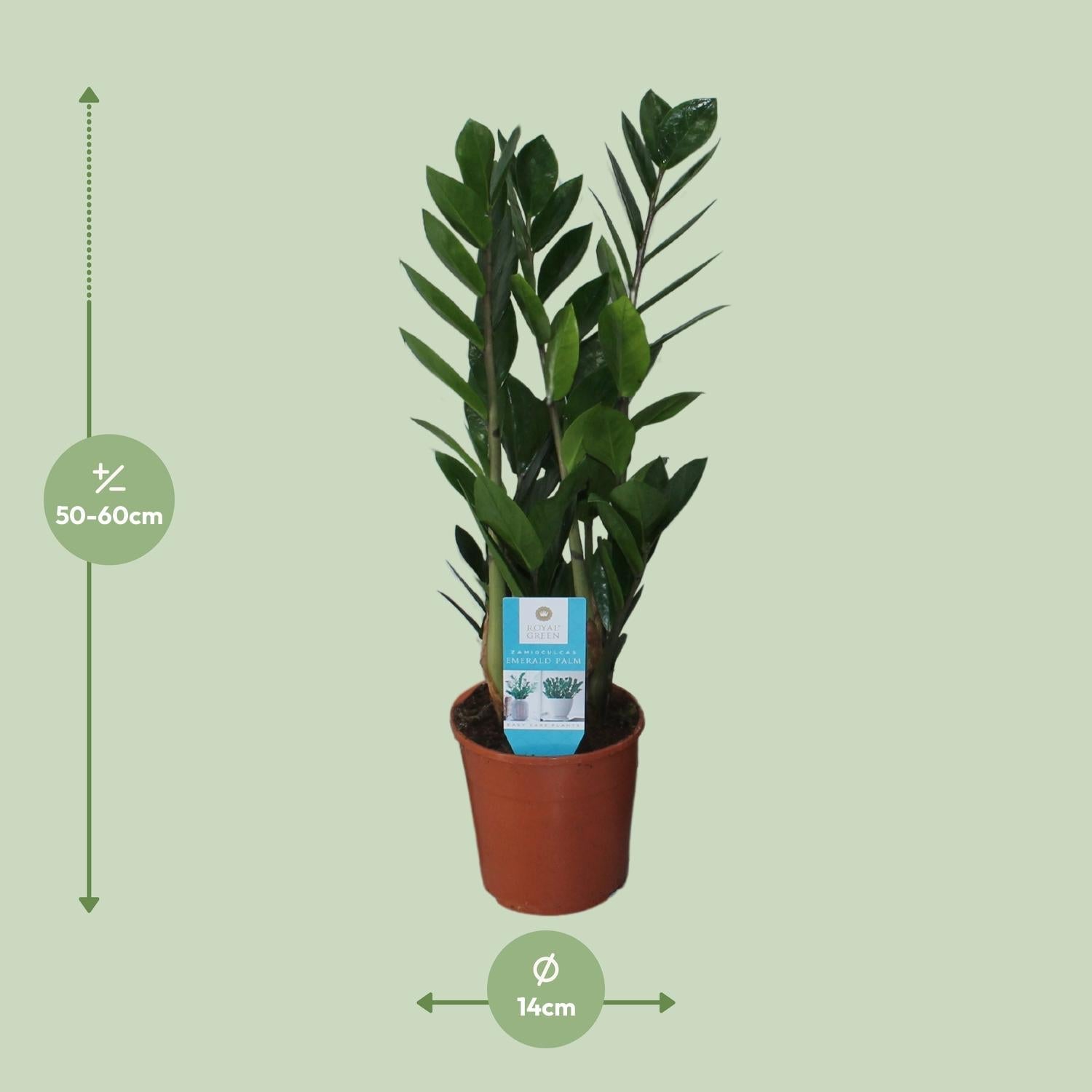 Zamioculcas Zamiifolia – Glücksfeder - 40 - 95 cm - Green Guardia - Ihr Experte für Schädlinge und Pflanzen