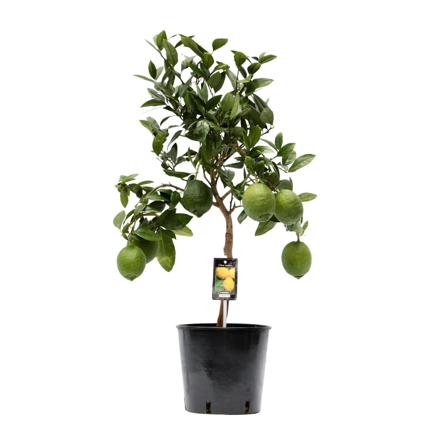 Zitronenbaum (Citrus lemon) – 35–80 cm - Green Guardia - Ihr Experte für Schädlinge und Pflanzen